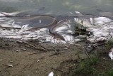 Śnięte ryby w Jaworznie! Wędkarze zauważyli je na powierzchni stawu Trzykrotki - zobacz zdjęcia