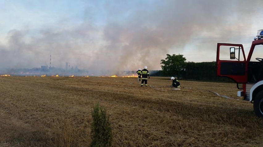 Pożar w Jastrzębiu: paliły się ścierniska