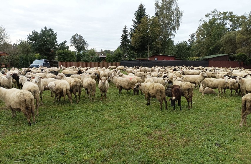 Jesienny Redyk 2022 w Węgierskiej Górce. Zobacz ZDJĘCIA z uroczystego zakończenia sezonu wypasu owiec
