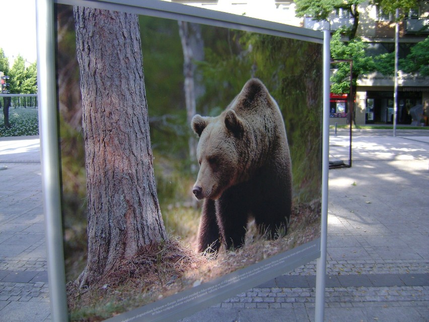Natura 2000. Wystawa zdjęć na Placu Biegańskiego