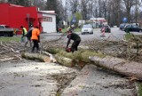 Sławno: Ciachali topole na ulicy Sempołowskiej, niedaleko Starostwa Powiatowego [ZDJĘCIA]