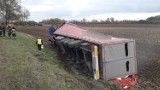 Malbork-Królewo. Ciężarówka z cukrem wypadła z drogi krajowej nr 22 i przewróciła się na polu
