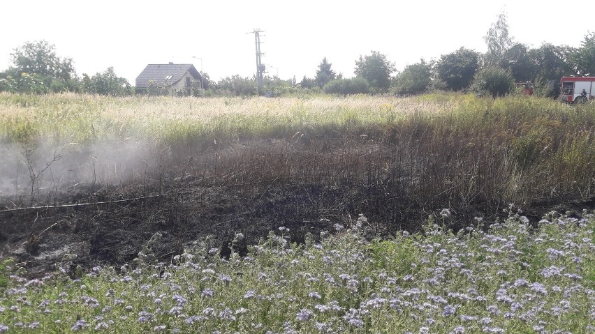 W Bierutowie płonęły nieużytki (FOTO)         