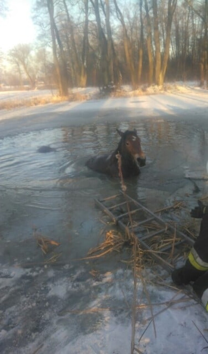Wypadek na Mazowszu. Pod dwoma końmi załamał się lód. Jednego ze zwierząt nie udało się uratować