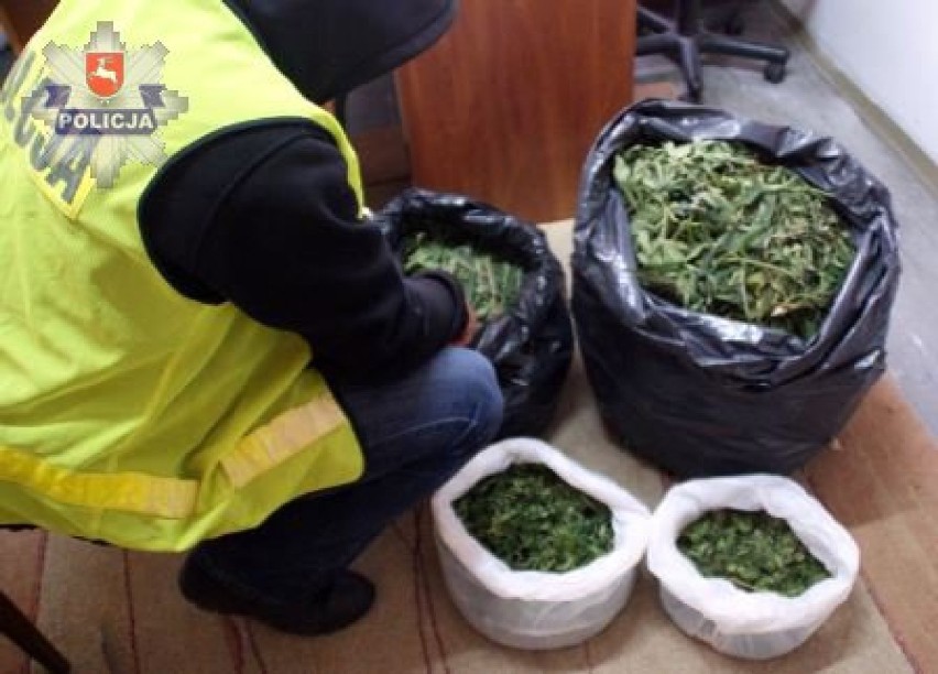 Gmina Sitno: ponad 15 kg marihuany na działce 22-latka