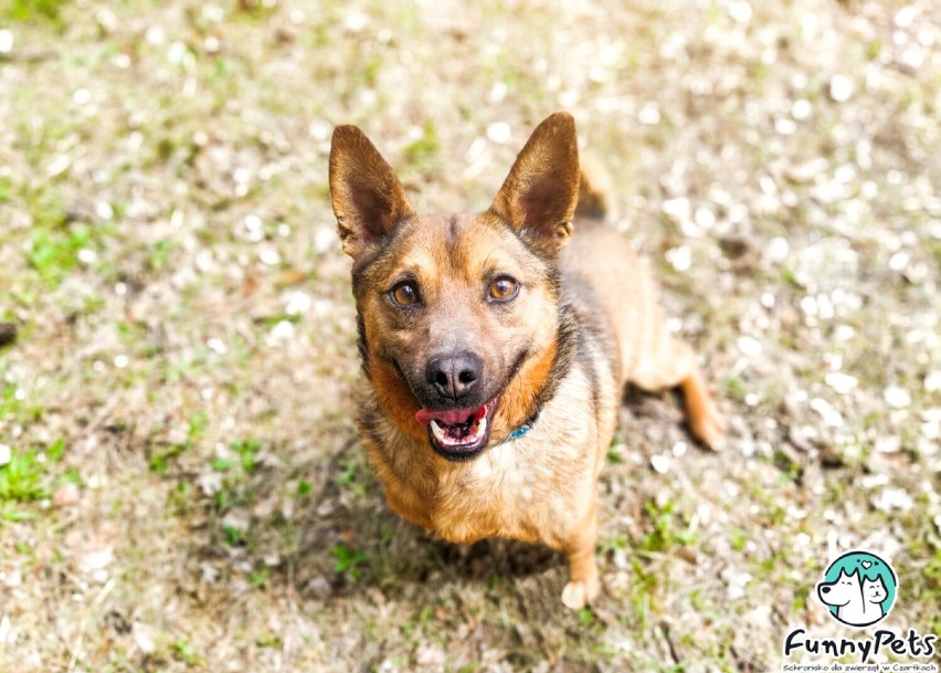 Nowych właścicieli znalazły kolejne bezdomne psy z terenu gminy Błaszki. Gmina zachęca do następnych adopcji ZDJĘCIA