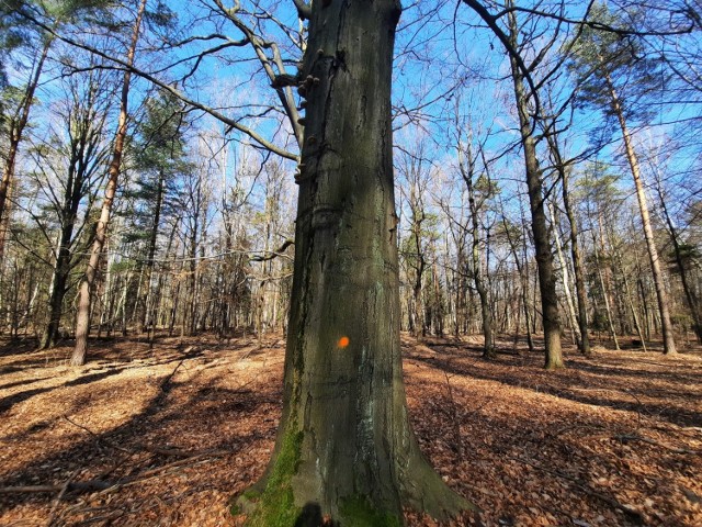 Nadleśnictwo Katowice zamierza wyciąć prawie 130 drzew w dwóch oddziałach w Lasach Murckowskich. Drzewa już oznaczono