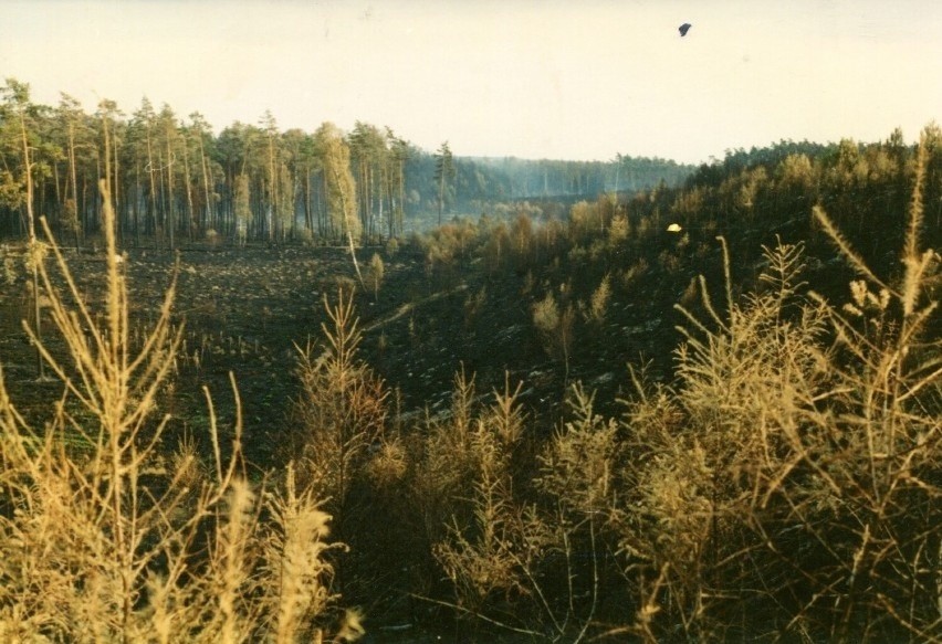 Pożar pochłonął 10 tys. hektarów lasu.