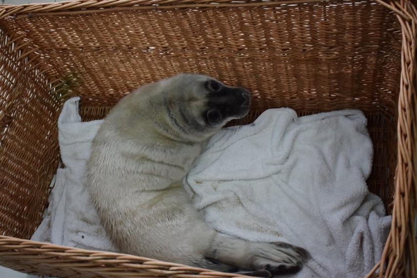 Odwodniona i wychudzona foka znaleziona na gdańskich Stogach. Zwierzę trafiło do Stacji Morskiej w Helu