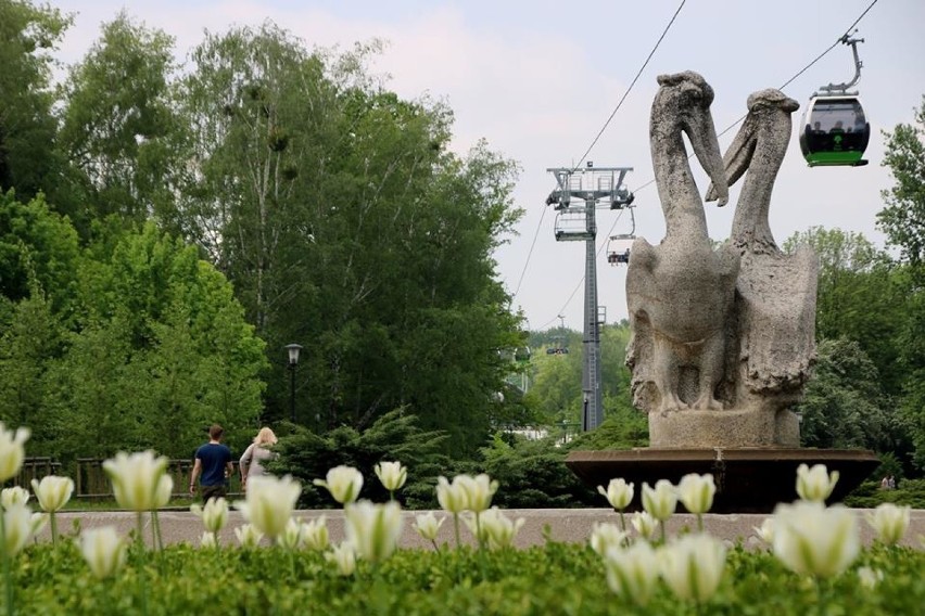 W Parku Śląskim kwitną azalie i kolorowe tulipany ZDJĘCIA