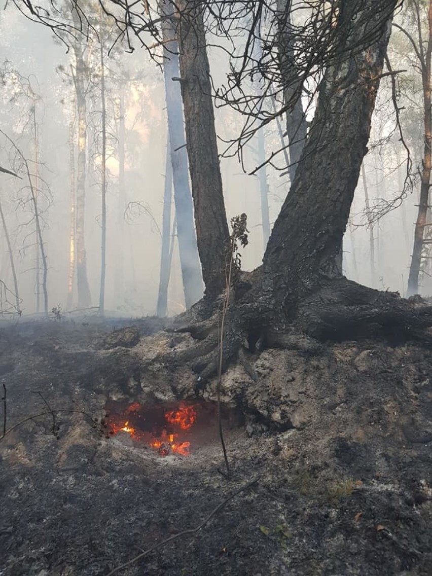 Powiat bełchatowski: Płonęły lasy w Bogumiłowie