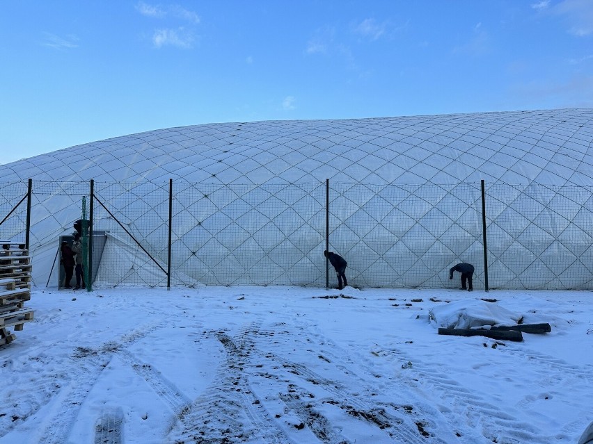 Kolejny etap budowy Centrum Sportowego Radomiaka na Koniówce. Trwa nadmuchiwanie wielkiego balonu. Ma przykryć sztuczne boisko