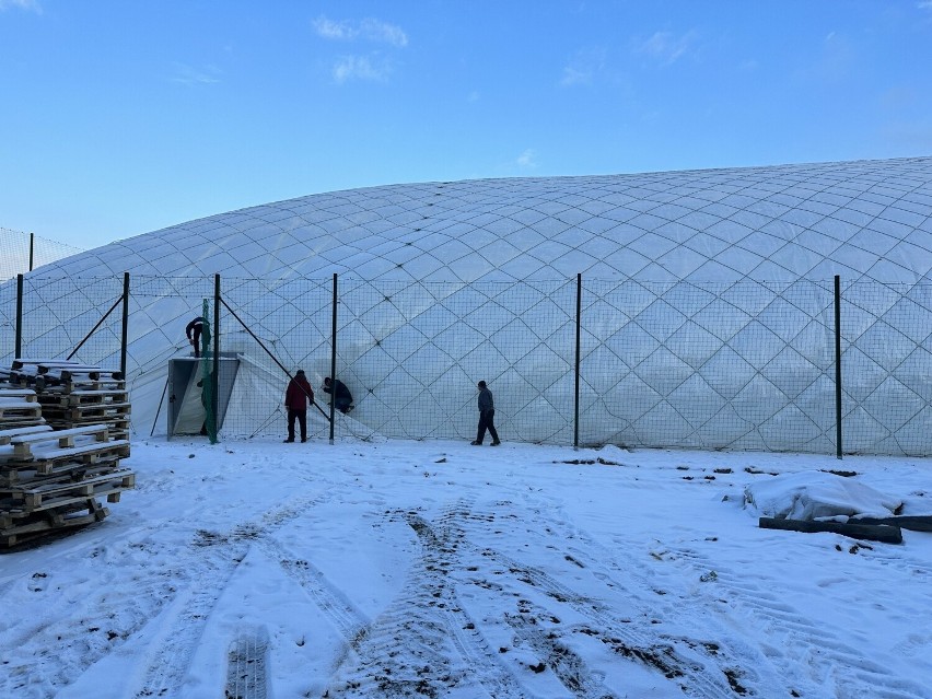 Kolejny etap budowy Centrum Sportowego Radomiaka na Koniówce. Trwa nadmuchiwanie wielkiego balonu. Ma przykryć sztuczne boisko