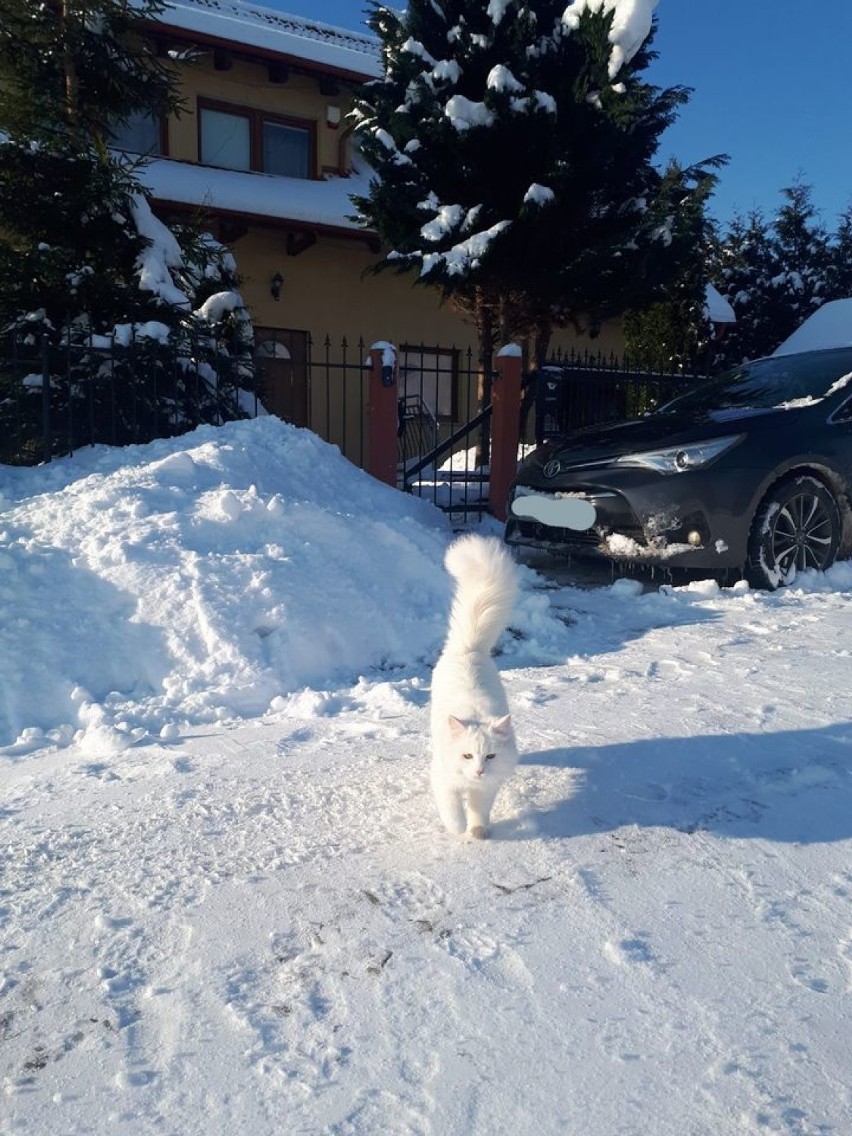 Zimowe zdjęcia zwierzaków naszych Czytelników. Psy i koty też lubią śnieżne zabawy|ZDJĘCIA