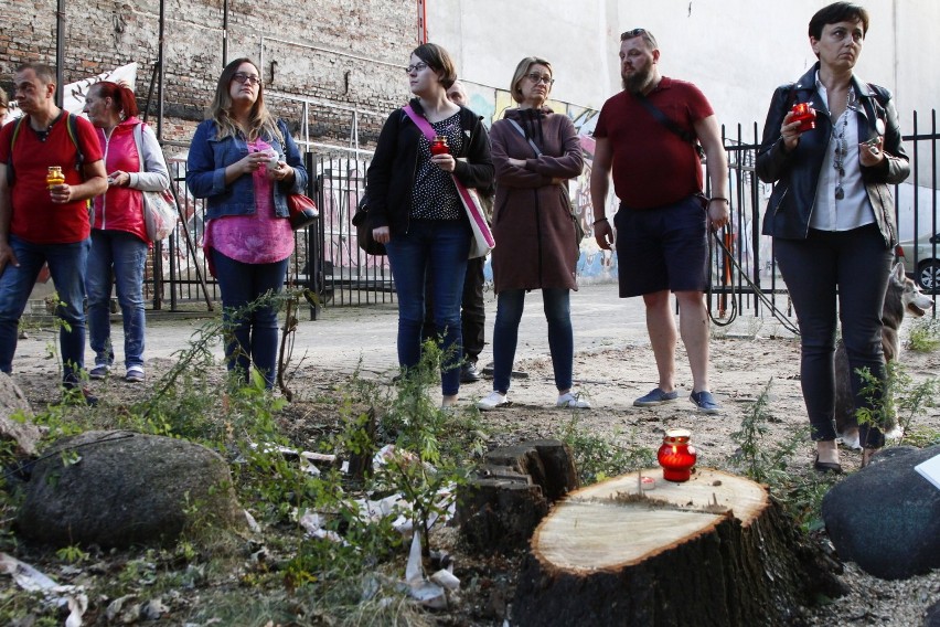 Wycięte drzewa na ulicy Tuwima w Łodzi
