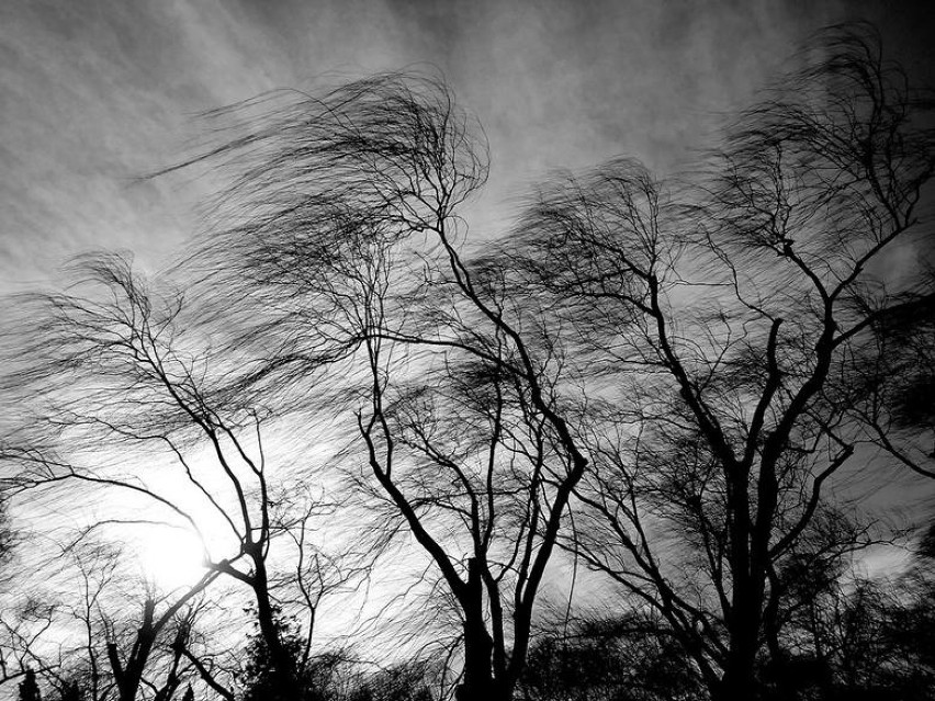 Porywisty wiatr na Śląsku łamie drzewa i powoduje...