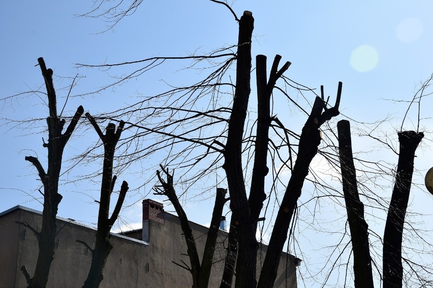 Pielęgnacja drzew w Chodzieży: Mieszkaniec skarży się na prace na ul. Dworcowej. Sprawę zbada starostwo