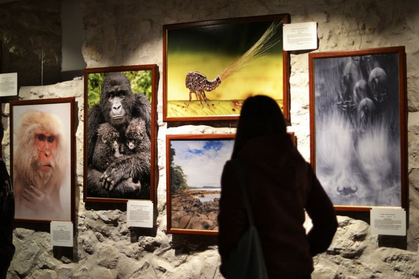 Wystawa "Fotografia Dzikiej Przyrody" w Kazimierzu Dolnym: Spotkanie z naturą w obiektywie