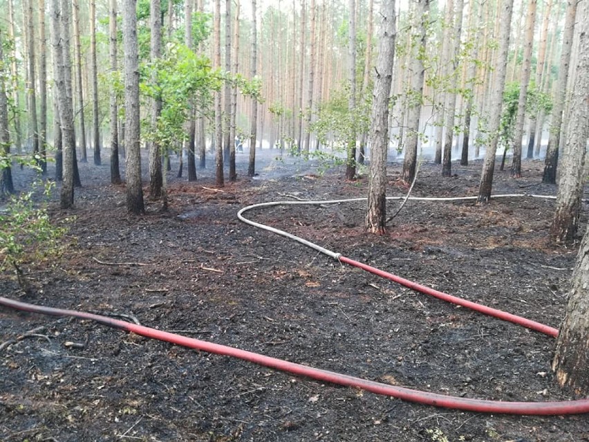 5 tysięcy złotych nagrody za wskazanie sprawcy podpaleń lasów w okolicach Goleniowa