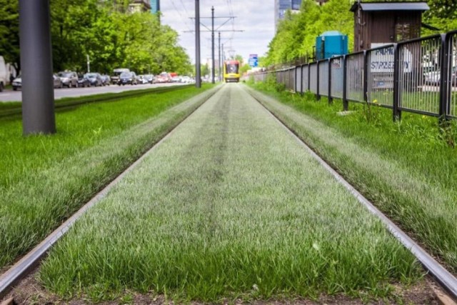 Już 33 km torów tramwajowych w stolicy jest pokryte zielonym dywanem. Ale to nie koniec – w przyszłym roku tramwaje pojadą po kolejnych kilkunastu kilometrach zielonych torów.
