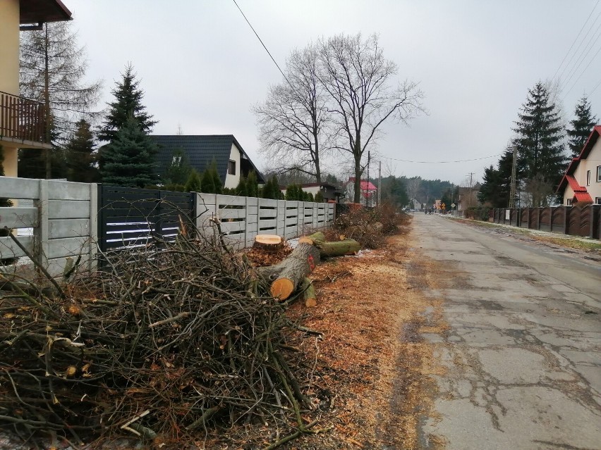 Przebudowa ulicy Staszica w Zduńskiej Woli. Wycinka drzew trwa