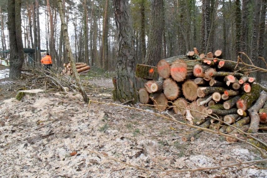 Wycinka drzew w lesie Na Stadionie w Kielcach. Mieszkańcy zaniepokojeni [WIDEO, ZDJĘCIA]  