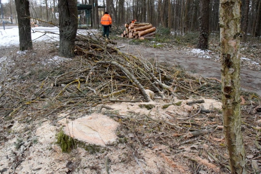 Wycinka drzew w lesie Na Stadionie w Kielcach. Mieszkańcy zaniepokojeni [WIDEO, ZDJĘCIA]  