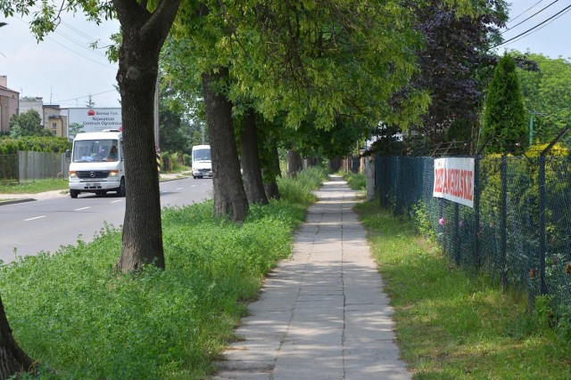 Jeśli mieszkańcy Sandomierskiej przeforsują swoją wersję trasy rowerowej to te drzewa znikną.