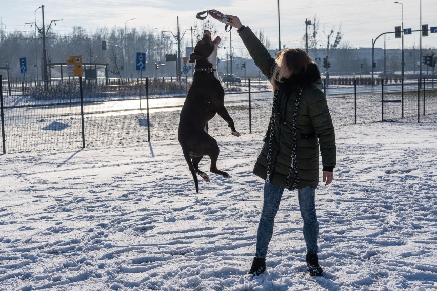 Nowy wybieg dla psów w Poznaniu.