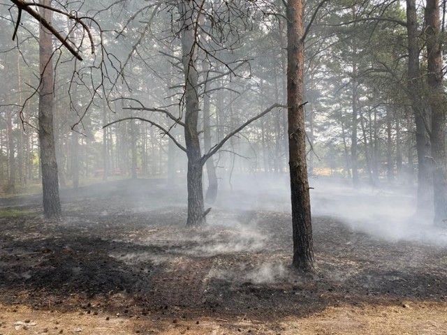 Kolejny pożar w regionalnych lasach. Szybka interwencja strażaków sprawiła, że ogień udało się zdusić w zarodku.