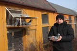Zwierzyniec: Ma drugiego gołębia w Polsce