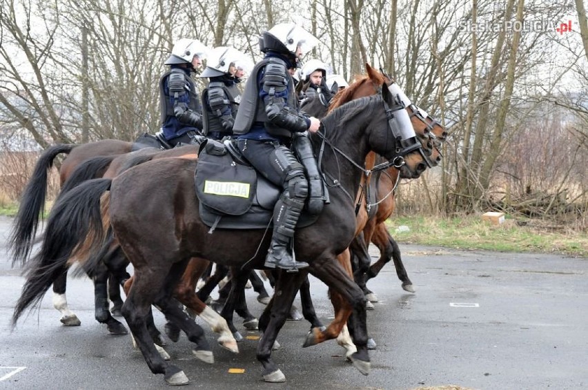 Policyjne konie ćwiczyły w "Pegazie" ZDJĘCIA