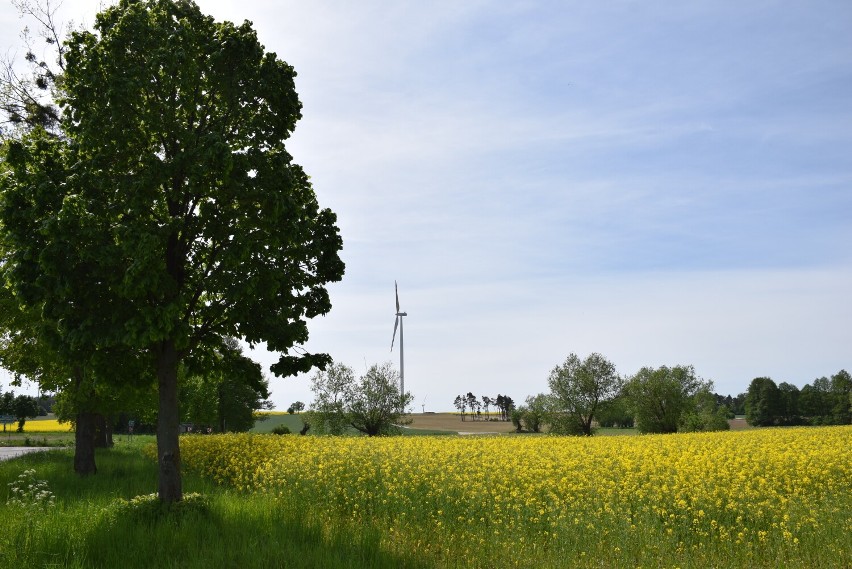 Farma wiatrowa w Słomowie. Ogromne wiatraki wpisały się w krajobraz powiatu obornickiego