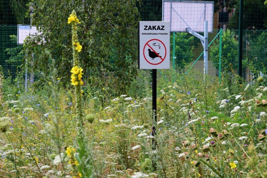 Wybraliśmy się na "piastowską łąkę". W szczycie bloku przy...