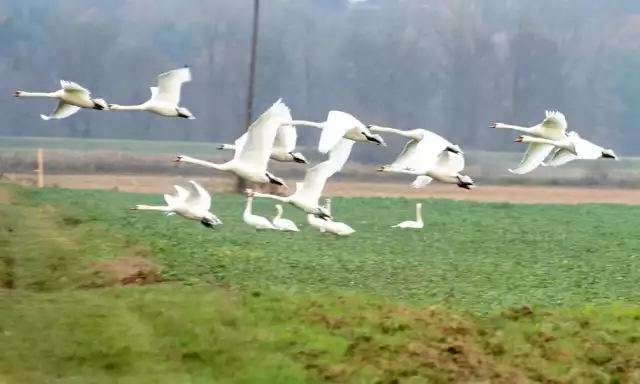 Łabędzie uchwycone na polach w okolicach Starego i Nowego Raduszca, pod Krosnem Odrzańskim.