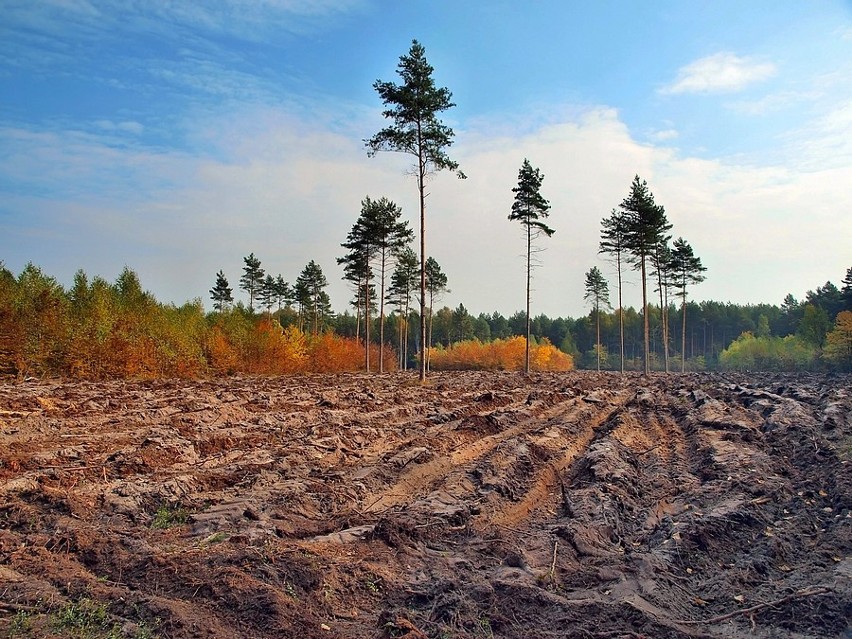 Kolorowa Tarnogórska Jesień w obiektywie Henryka Jarząbka