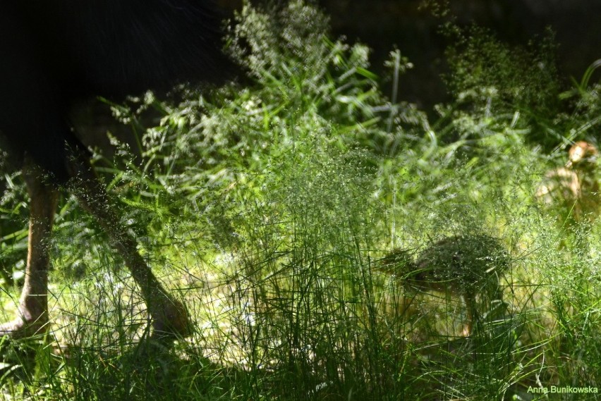 W łódzkim zoo wykluły się trzy kazuary hełmiaste