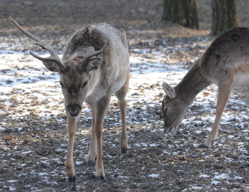 W łódzkim zoo przeprowadzono spis zwierząt