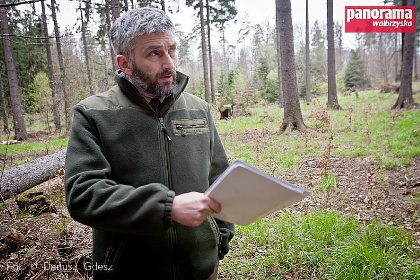 Nadleśnictwo Wałbrzych wytnie około 400 świerków na terenie...