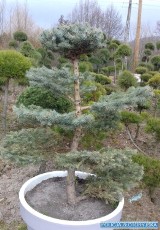 Powiat złotoryjski. 36-latek urzeczony drzewkiem bonsai postanowił je ukraść z terenu szkółki leśnej. Złodziej drzewka może pójść za kratki