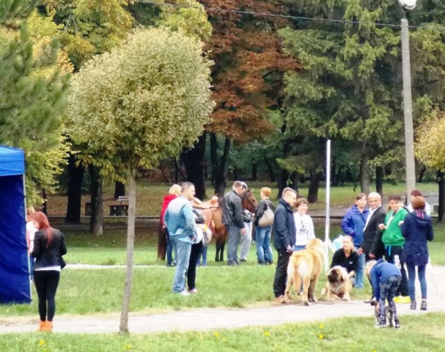 Festyn dla miłośników zwierząt w Chełmie