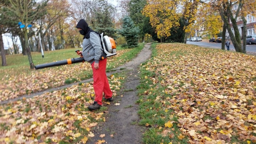 Liście w parkach pozostawiono, bo zwiększają bioróżnorodność