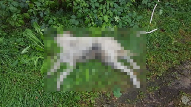 Ktoś skatował i porzucił psa w lesie w Rogowie? Pet Patrol apeluje do mieszkańców o przekazywanie informacji na temat psa widocznego na zdjęciu
