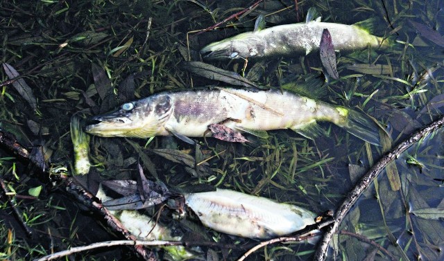 Martwe ryby pływały w rzece. Straty oszacowano na ponad 20 tysięcy złotych