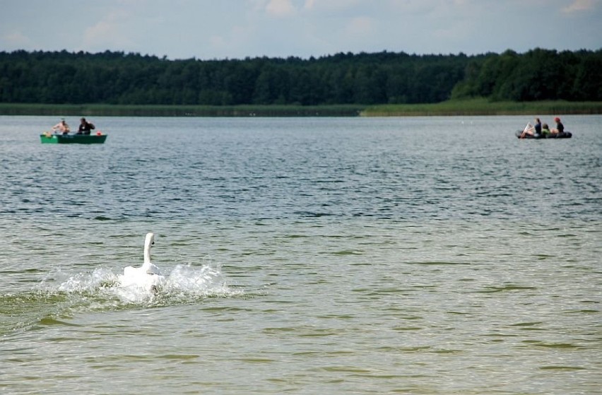 Do pływania zachęcają łabędzie, prezentując swoje...