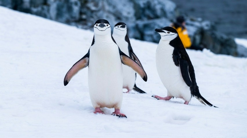 Nie są to pingwiny, jak mogłoby się wydawać po tym zdjęciu....