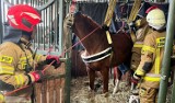 Koń nie mógł wstać o własnych siłach. Pomogli mu strażacy z Kędzierzyna-Koźla