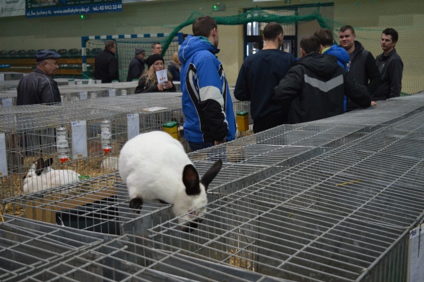 Wystawa królików rasowych, drobiu ozdobnego i gołębi w Wieluniu[ZDJĘCIA]