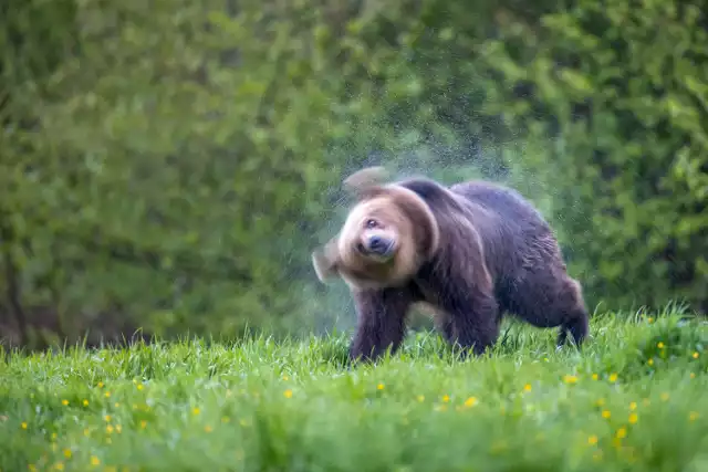 Paweł Ziaja z Chmielnika koło Rzeszowa od lat pasjonuje się fotografią. Dziś oglądamy owoce jego "polowania" na zwierzynę w Bieszczadach.