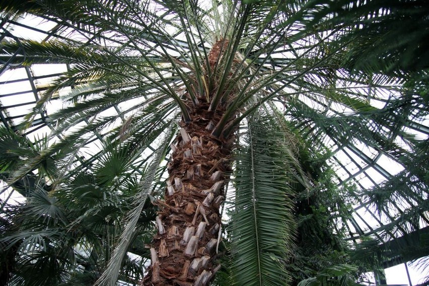 Ogromny daktylowiec w palmiarni w Parku Oliwskim. Gdańska palma przebiła dach oranżerii [ZDJĘCIA]